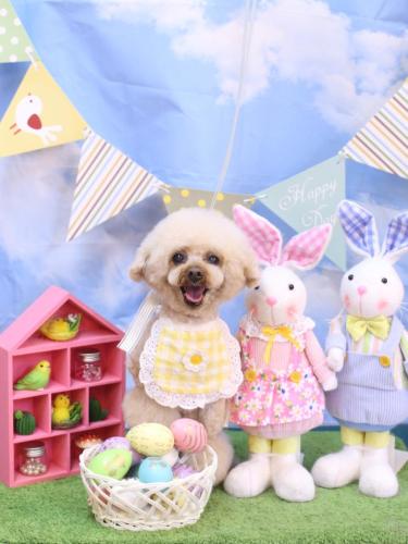 20240324マロンちゃん